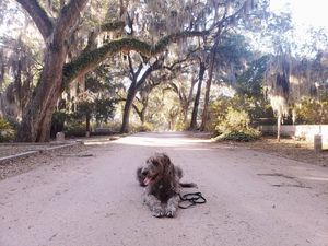 Image post by @thesavannahwolfhound on Instagram