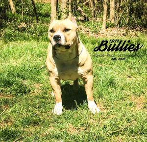 Image post by @1911bullies on Facebook