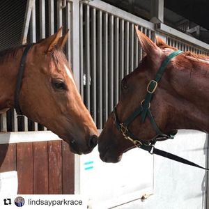 Image post by @australianturfclub on Instagram