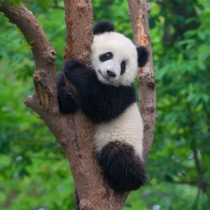 Image post by @animalplanet on Instagram