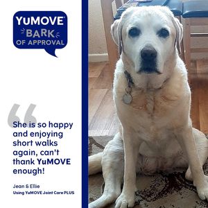 Image post by @yumove_usa on Instagram