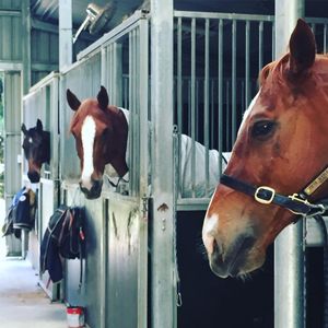 Image post by @snaffle_it on Instagram