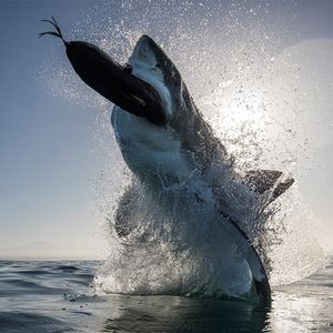 Image post by @discovery on Instagram