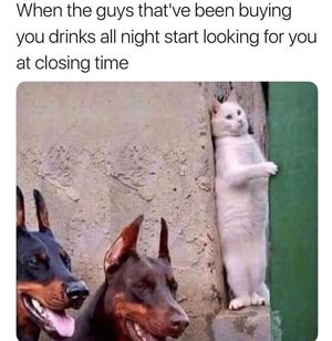Image post by @highchienergy on Instagram