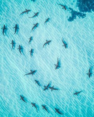 Image post by @dronepals on Instagram