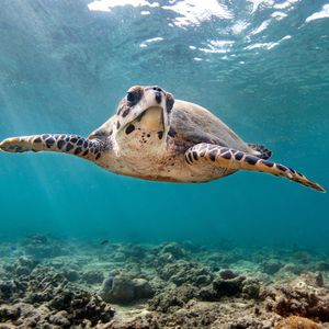 Image post by @animalplanet on Instagram