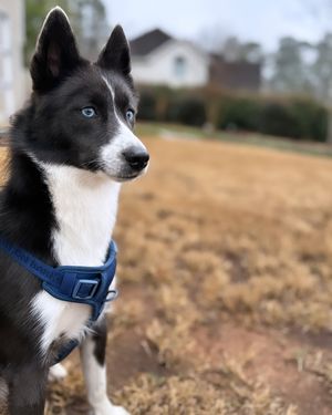 Image post by @tux_the_blue_pomsky on Instagram