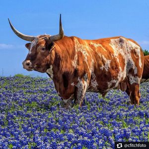 Image post by @txdot on Instagram