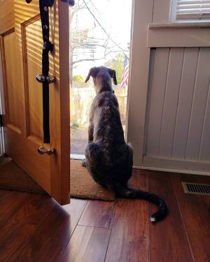Image post by @thesavannahwolfhound on Instagram