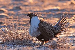 Image post by @meateater on Instagram