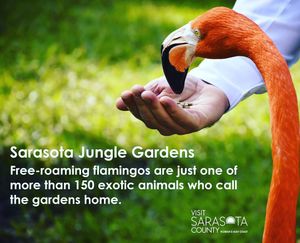 Image post by @visitsarasotacounty on Instagram