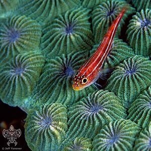 Image post by @discovery on Instagram