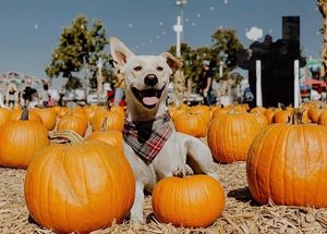 Image post by @evolvepetfood on Instagram