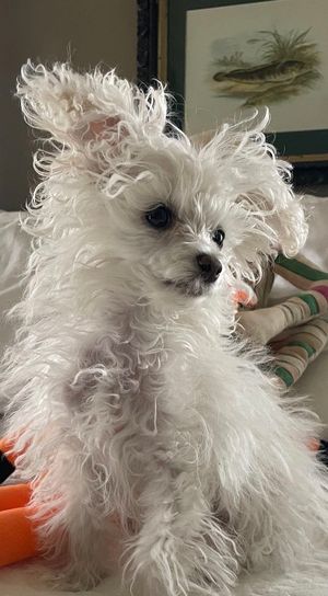 Image post by @DiamondPetFood on Twitter