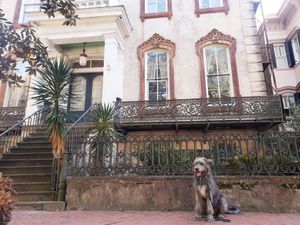 Image post by @thesavannahwolfhound on Instagram