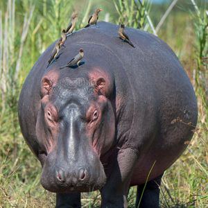 Image post by @animalplanet on Instagram