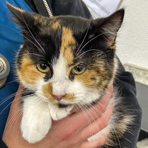 Image post by @spokhumanesoc on Instagram