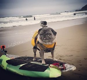 Image post by @kqed on Instagram