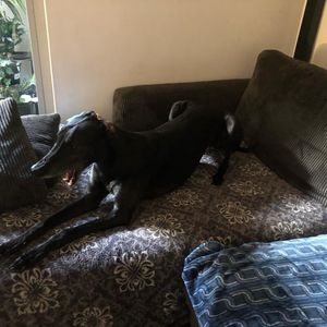 Image post by @bestforpetsmelb on Instagram