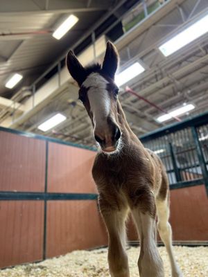 Image post by @WarmSpringRanch on Twitter