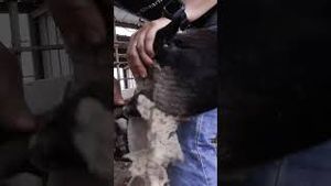 Video post by @60secdocs on YouTube