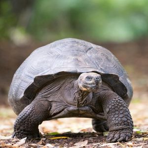 Image post by @animalplanet on Instagram