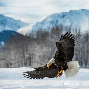 Image post by @gettyimages on Instagram