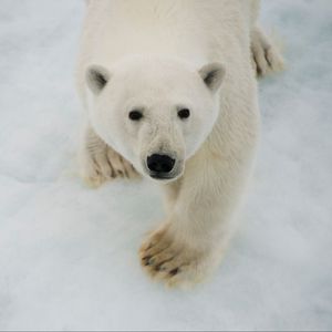 Image post by @greenpeace on Instagram