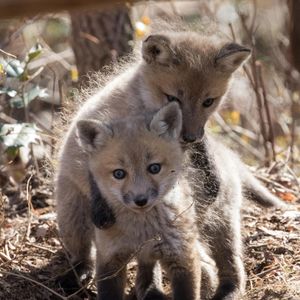 Image post by @animalplanet on Instagram