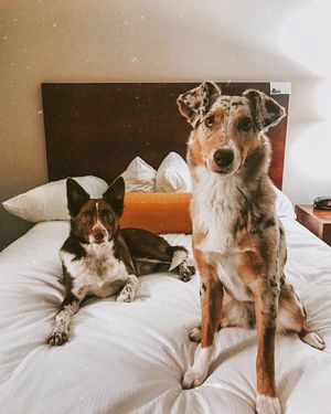 Image post by @bestwestern on Instagram