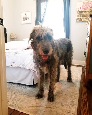 Image post by @thesavannahwolfhound on Instagram