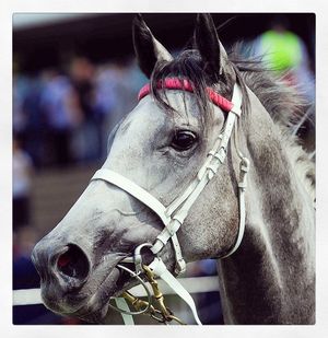 Image post by @australianturfclub on Instagram