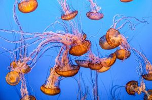 Image post by @discovery on Instagram