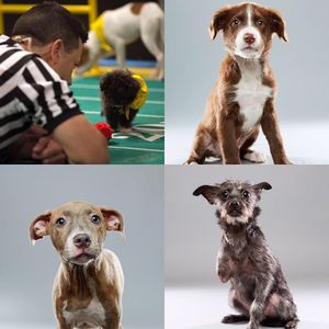 Image post by @animalplanet on Instagram