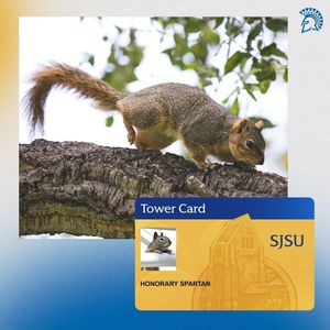 Image post by @sjsu on Instagram