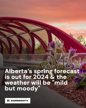 Image post by @curiocitycalgary on Instagram