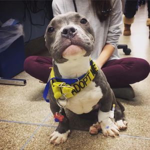 Image post by @animalplanet on Instagram