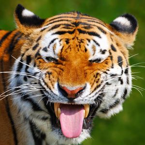Image post by @animalplanet on Instagram