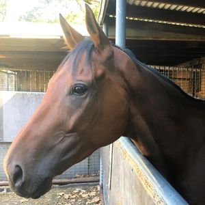 Image post by @australianturfclub on Instagram