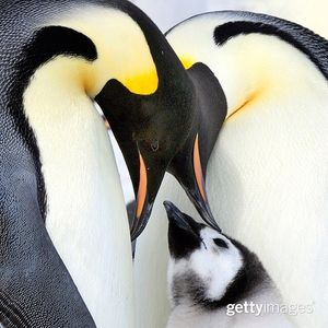 Image post by @gettyimages on Instagram