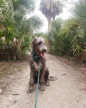 Image post by @thesavannahwolfhound on Instagram