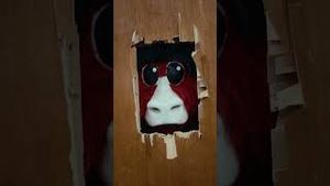 Video post by @bennythebull1 on YouTube