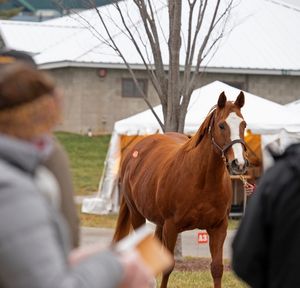 Image post by @thebloodhorse on Instagram