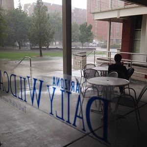 Image post by @dailywildcat on Instagram