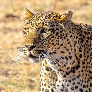 Image post by @chiawasafaris on Instagram