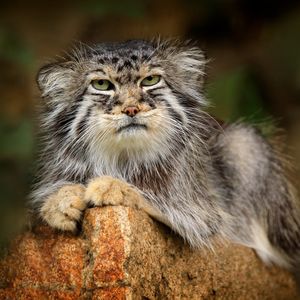 Image post by @animalplanet on Instagram