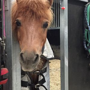Image post by @snaffle_it on Instagram