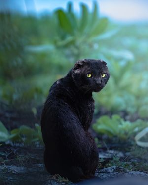 Image post by @animalplanet on Instagram