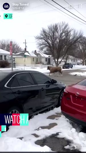 Video post by @m_schliep19 on Twitter