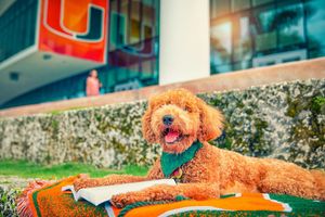 Image post by @univmiami on Instagram